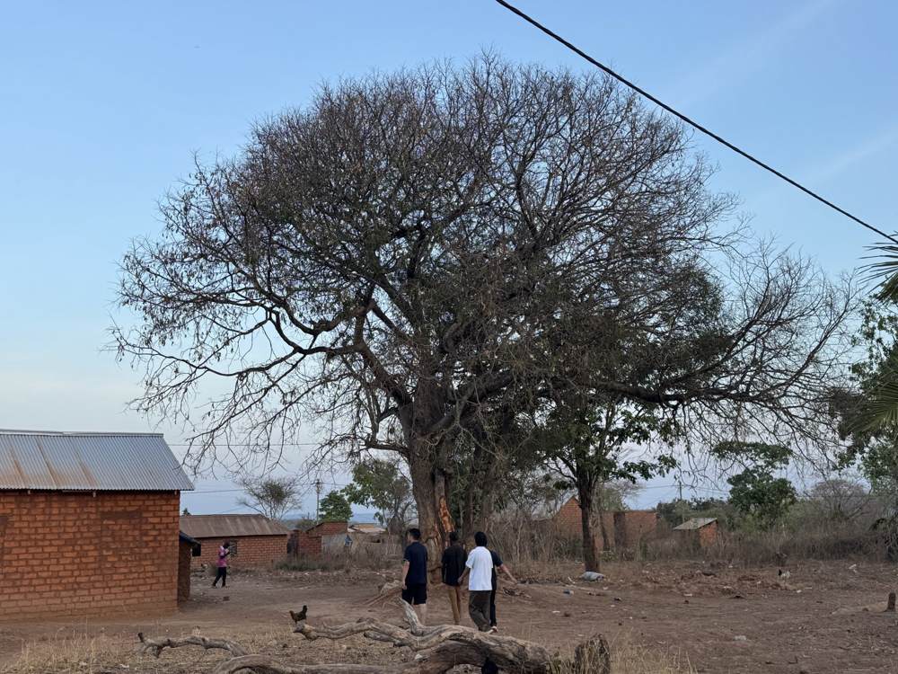 The big tree at the centre of Igamba village
