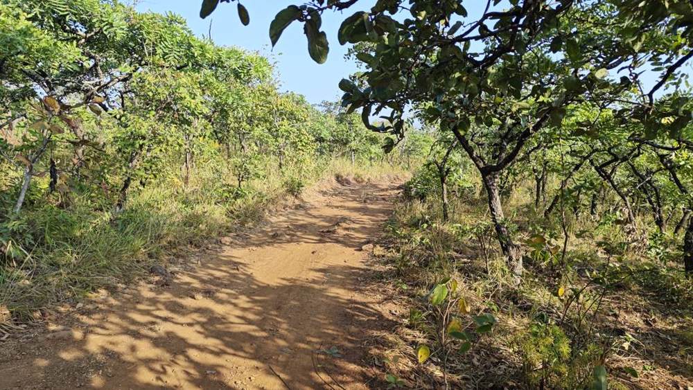 Narrow rutted track through bush before improvement